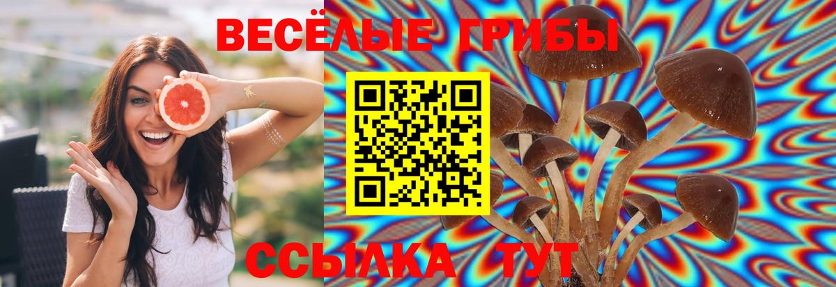 Беслан  Галлюциногенные грибы Psilocybe  Галлюциногенные грибы Psilocybe  Вход с VPN 